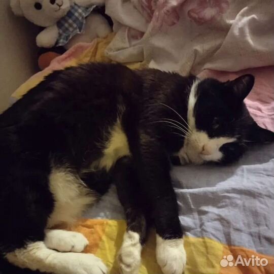 Ищу домашнюю передержку для кошечки