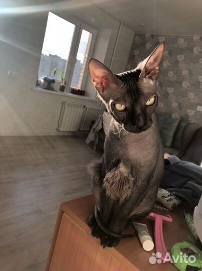 Передержка животных, выгул