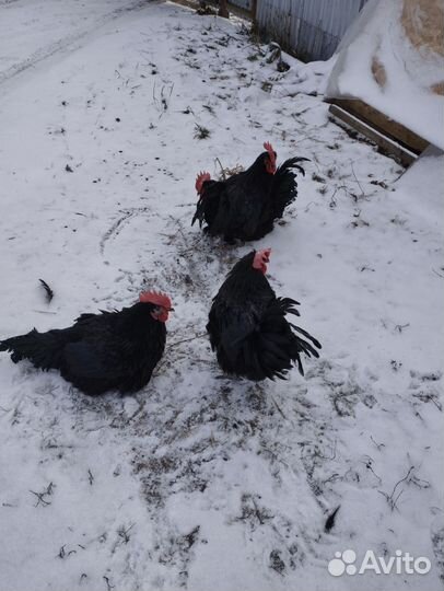 Огромные Чёрные Петухи в Большом Кол