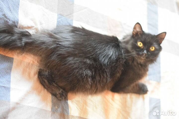 В добрые руки