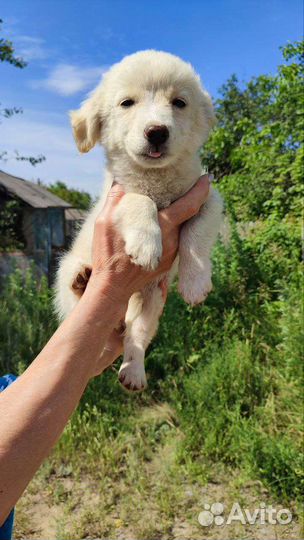 Щенок девочка