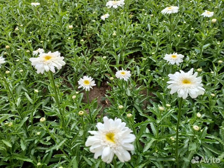 Ромашка махровая