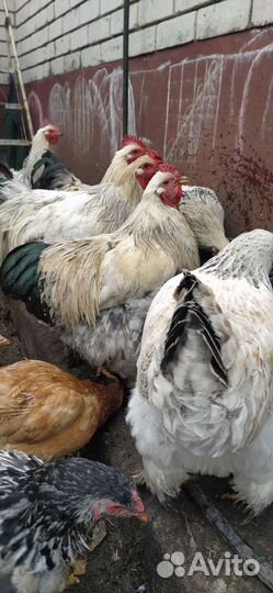 Петухи. Инкубационное яйцо кур