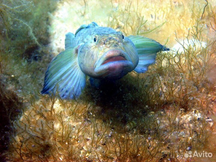 Дайвинг. Погружение. Экскурсии в Геленджике