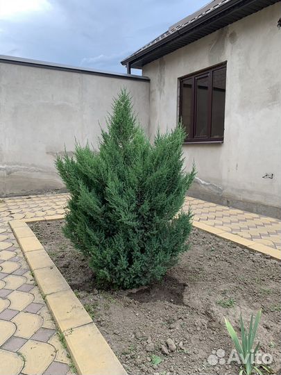 Можевельник