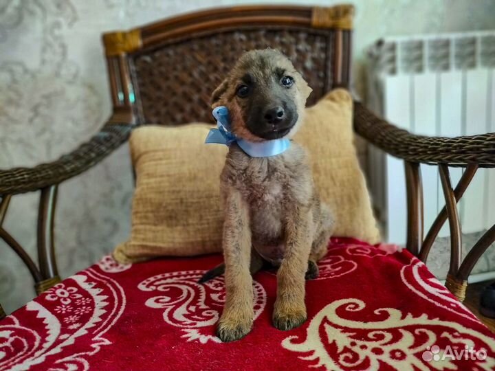 Щенок-мальчик Грей, метис малинуа в дар