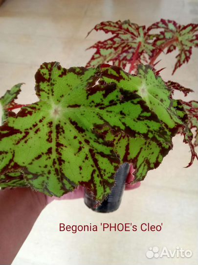 Бегонии декоративно-лиственные