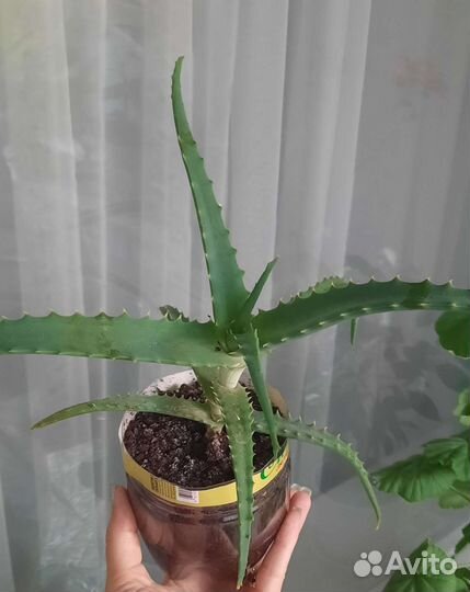 Алоэ древовидный 2 и 3 года
