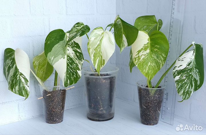 Монстера вариегатная Альба