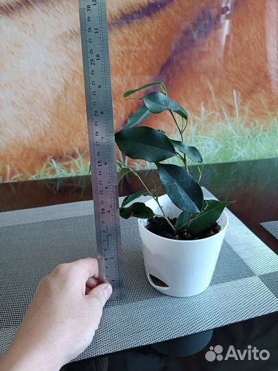 Фикус бенджамина