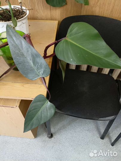 Филодендрон красноватый