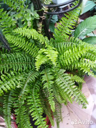 Нефролепсис