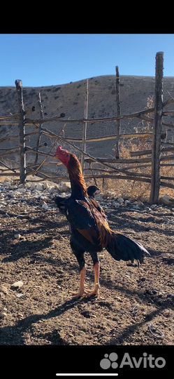 Бойцовые петухи шамо