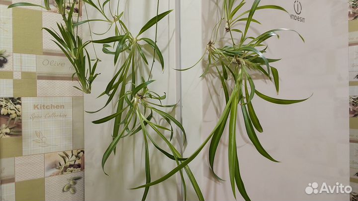 Комнатные цветы