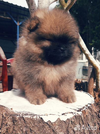 Рыжая класска