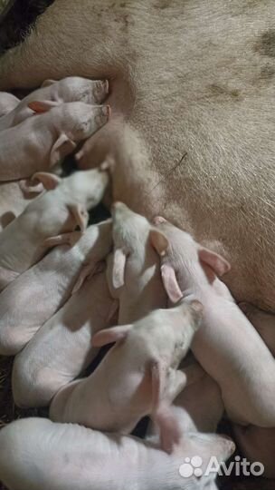 Поросята русская белая
