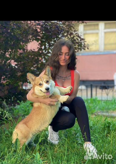 Передержка собак / Передержка кошек / Догситтер