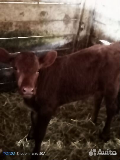 Теленок.Родился 11ноября