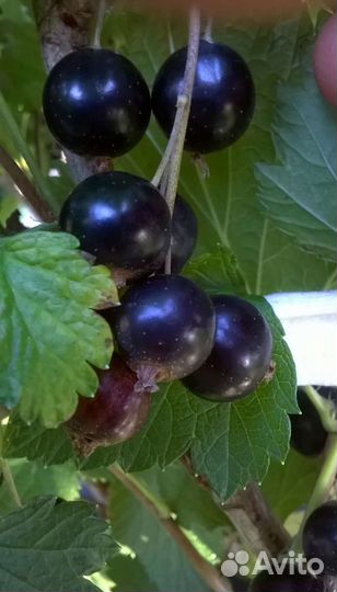 Саженцы смородины и крыжовника