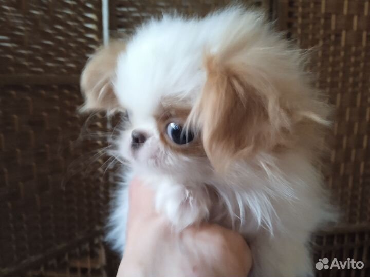 Щенки японский хин