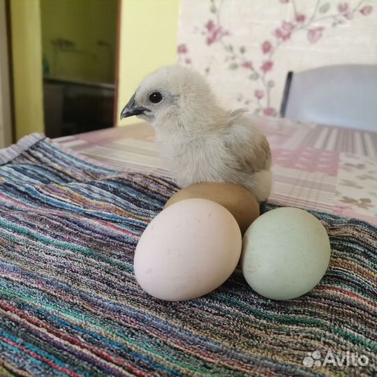 Продажа цыплят