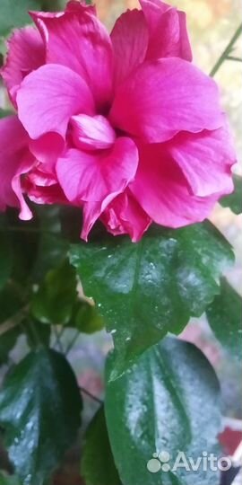 Гибискус. Редкий эксклюзив