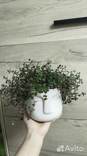 Комнатные цветы каллизия