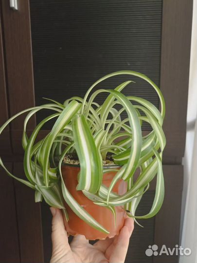 Хлоррофитум Бонни(кудрявый)хохлатый