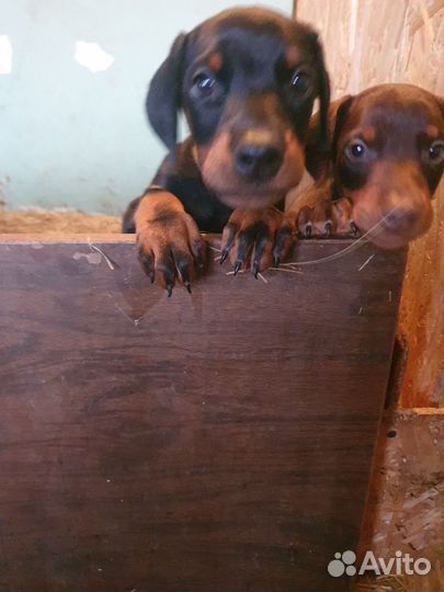 Щенок добермана