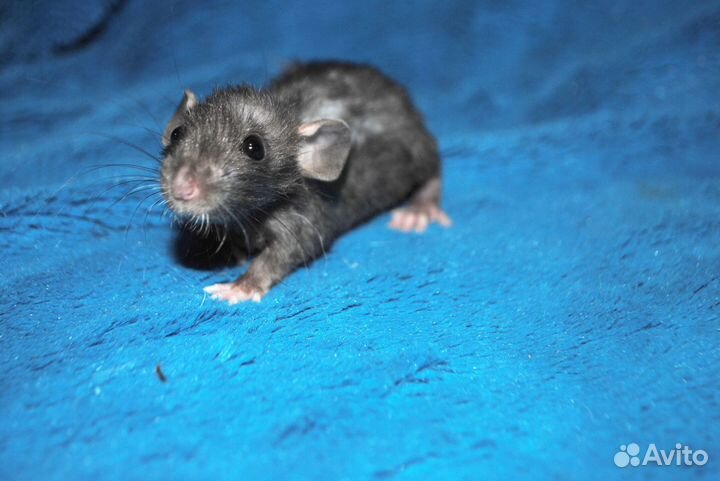 Крысята сфинкс-Дамбо