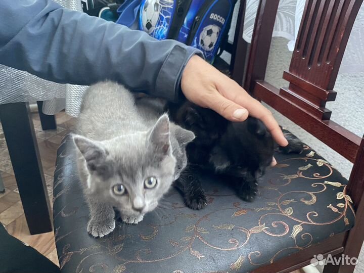 Кошки в добрые руки