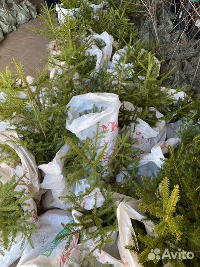 Саженцы деревьев и кустарников