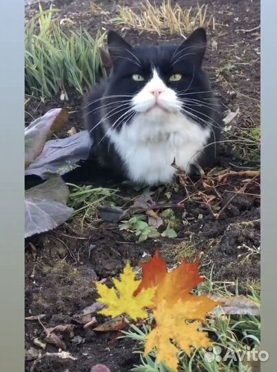 Спасите котика