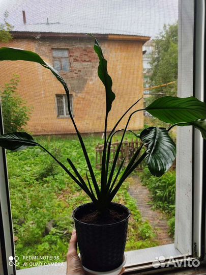 Комнатные цветы