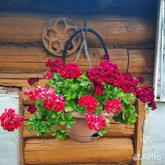 Пеларгония ампельная плющелистная сортовая