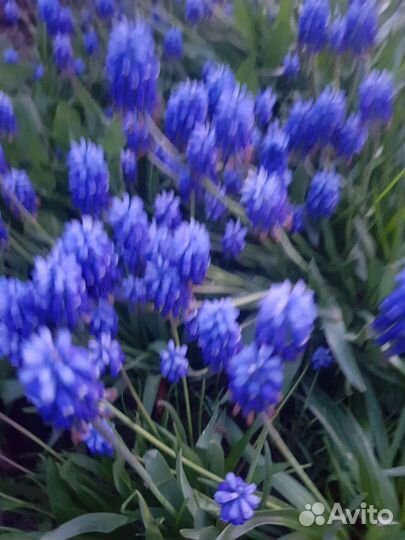 Мускари луковичные многолетник