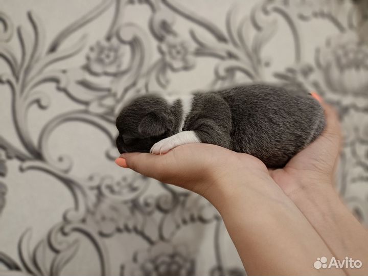Щенки чихуахуа