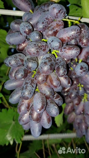 Чубуки, черенки, рассада винограда