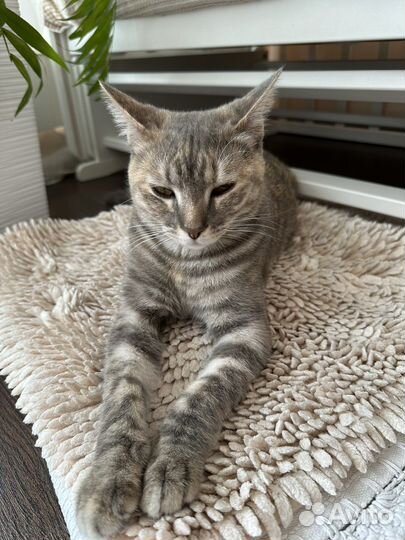 Отдам в дар кошка