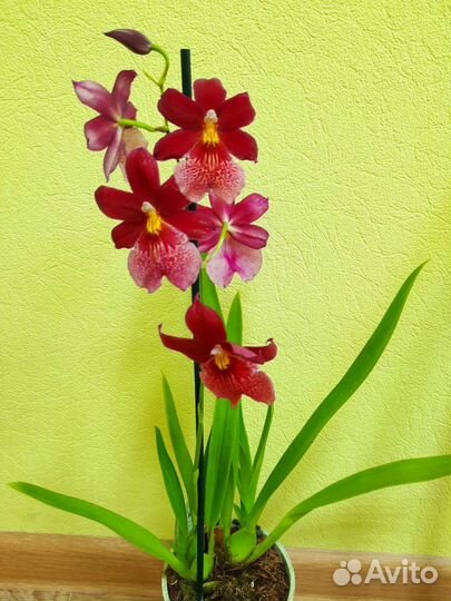 Цветущие в подарок в наличии и под заказ