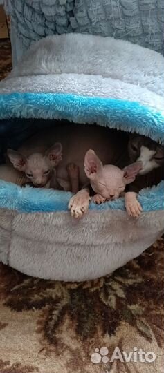 Котята сфинкс