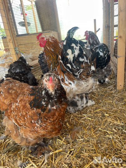 Семья породных кур