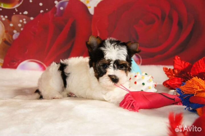 Бивер щенки документы