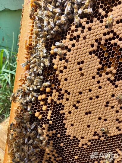 Пчело пакеты