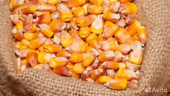 Пшеница озимая, Сахарная свёкла на корм/посев