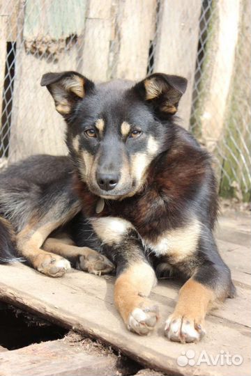 Две сестрички ищут дом