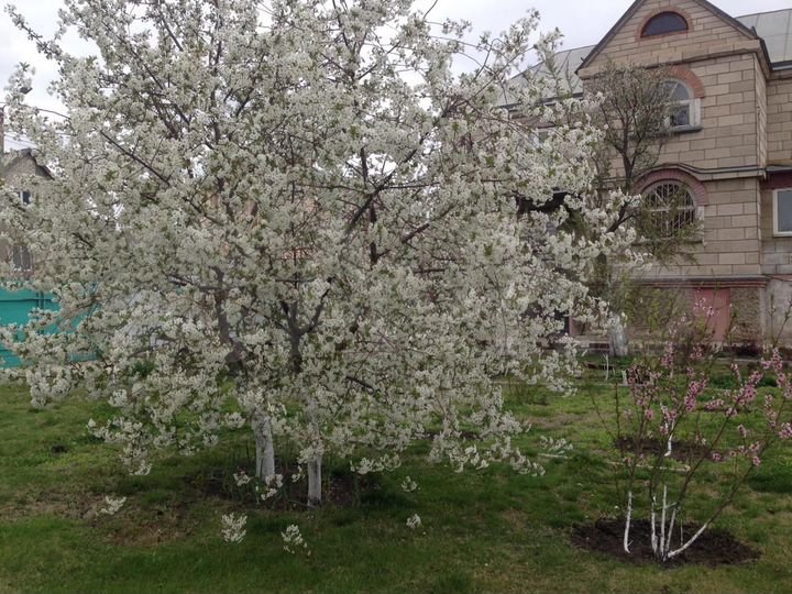 Коттедж 250 м² на участке 12 сот.