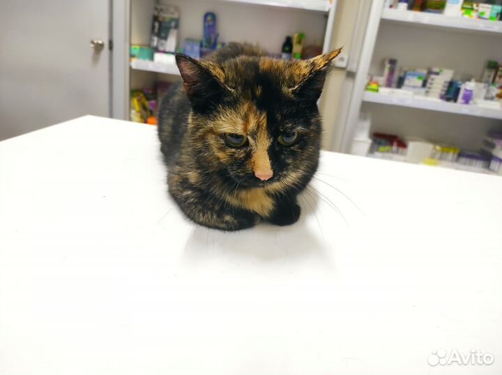 Кошки в добрые руки