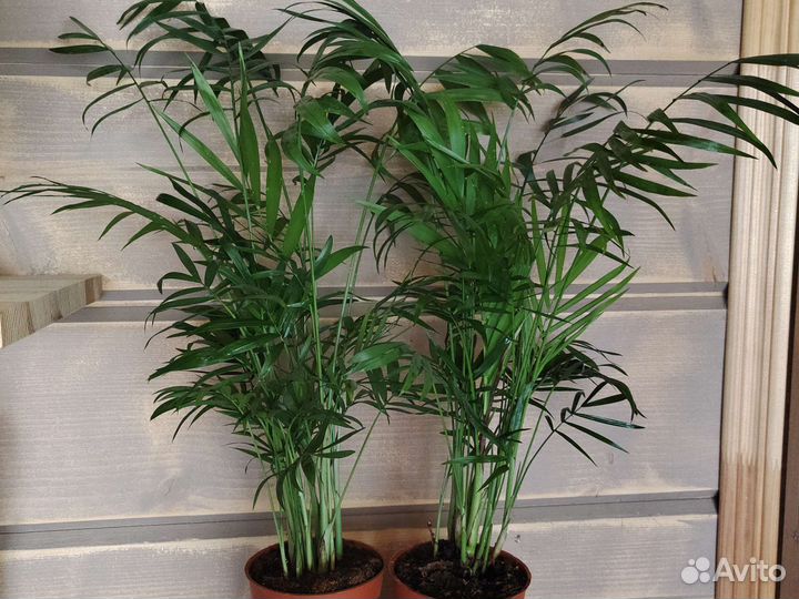 Пальма хамедорея