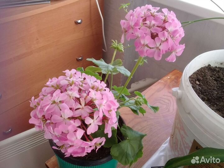 Пеларгония герань